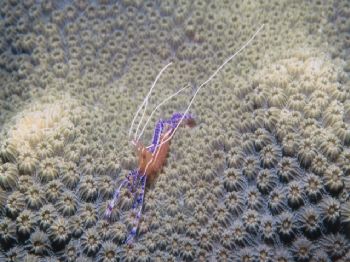 Purple Cleaner Shrimp, Grand Cayman Island, shot with Nik... by Jason Llewellyn 